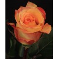 Roses - Latin Beauty